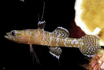 Image of Calumia eilperinae (Fartail coraldgudgeon)