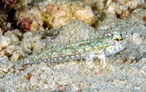 To FishBase images (<i>Callionymus enneactis</i>, Indonesia, by Greenfield, J.)