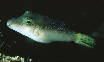 To FishBase images (<i>Canthigaster epilampra</i>, Indonesia, by Randall, J.E.)