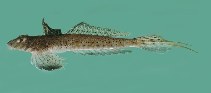 To FishBase images (<i>Callionymus filamentosus</i>, Indonesia, by Randall, J.E.)
