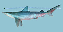 To FishBase images (<i>Carcharhinus fitzroyensis</i>, by McAuley, R.)