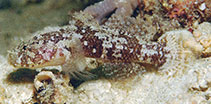 To FishBase images (<i>Callogobius flavobrunneus</i>, Indonesia, by Allen, G.R.)
