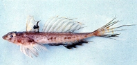 Image of Callionymus formosanus (Taiwanese deepwater dragonet)