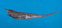 To FishBase images (<i>Caelorinchus formosanus</i>, Chinese Taipei, by The Fish Database of Taiwan)
