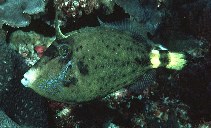 To FishBase images (<i>Cantherhines fronticinctus</i>, Australia, by Randall, J.E.)