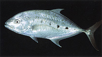 To FishBase images (<i>Carangoides fulvoguttatus</i>, South Africa, by Allen, G.R.)