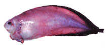 To FishBase images (<i>Careproctus furcellus</i>, Russia, by Orlov, A.)