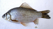 To FishBase images (<i>Carassius gibelio</i>, Iraq, by Jawad, L.A.)