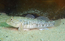 To FishBase images (<i>Caffrogobius gilchristi</i>, South Africa, by Koch, R.J.)