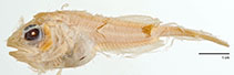Image of Careproctus gilberti (Smalldisk snailfish)