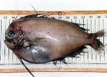 To FishBase images (<i>Caristius groenlandicus</i>, Canada, by Bañón Díaz, R.)