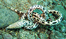 Image of Callechelys guineensis (Shorttail snake eel)