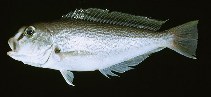 To FishBase images (<i>Caulolatilus guppyi</i>, by Kolding, J.)