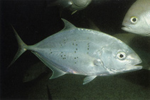To FishBase images (<i>Carangoides gymnostethus</i>, Indonesia, by Allen, G.R.)