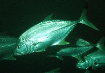 To FishBase images (<i>Caranx heberi</i>, Kenya, by Randall, J.E.)