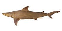 To FishBase images (<i>Carcharhinus humani</i>, Yemen, by Weigmann, S.)