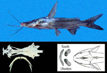 To FishBase images (<i>Cathorops hypophthalmus</i>, Panama, by Allen, G.R.)