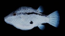 To FishBase images (<i>Canthigaster inframacula</i>, Hawaii, by Randall, J.E.)