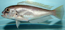 Image of Caulolatilus intermedius (Gulf bareye tilefish)
