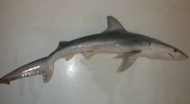 To FishBase images (<i>Carcharhinus isodon</i>, by Christie, B.L.)