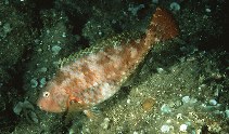 Image of Calotomus japonicus (Japanese parrotfish)