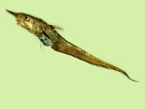 To FishBase images (<i>Caelorinchus japonicus</i>, Chinese Taipei, by Shao, K.T.)