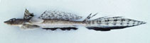 To FishBase images (<i>Callionymus japonicus</i>, by Gloerfelt-Tarp, T.)