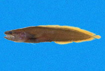 Image of Calamopteryx jeb 