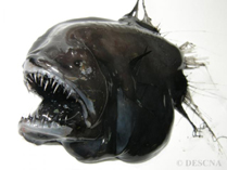 To FishBase images (<i>Caulophryne jordani</i>, by DESCNA)