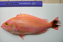 To FishBase images (<i>Caprodon krasyukovae</i>, Australia, by Yau, B.)