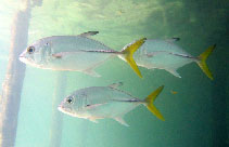 To FishBase images (<i>Caranx latus</i>, Mexico, by Estrada Anaya, R.A.)