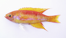 To FishBase images (<i>Callanthias legras</i>, South Africa, by Alvheim, O./Institute of Marine Research (IMR))