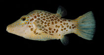 To FishBase images (<i>Canthigaster leoparda</i>, Indonesia, by Randall, J.E.)