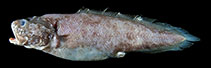 To FishBase images (<i>Cataetyx lepidogenys</i>, Chinese Taipei, by Ho, H.-C.)