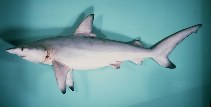 Image of Carcharhinus limbatus (Blacktip shark)