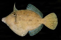 To FishBase images (<i>Cantherhines longicaudus</i>, Tahiti, by Randall, J.E.)