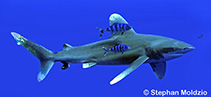 To FishBase images (<i>Carcharhinus longimanus</i>, Egypt, by Moldzio, S.)