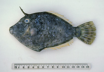 Image of Cantheschenia longipinnis 