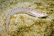To FishBase images (<i>Cancelloxus longior</i>, South Africa, by Zsilavecz, G.)