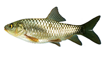 Image of Carasobarbus luteus (Yellow barbell)