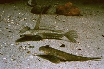 To FishBase images (<i>Callionymus lyra</i>, by Aquarium Kiel)