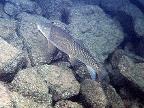 To FishBase images (<i>Catostomus macrocheilus</i>, Canada, by Keeley, E.R.)
