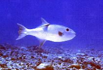 To FishBase images (<i>Canthidermis maculatus</i>, Papua New Guinea, by Patzner, R.)