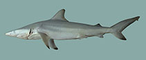 To FishBase images (<i>Carcharhinus macloti</i>, by McAuley, R.)