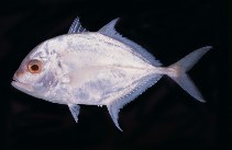 To FishBase images (<i>Carangoides malabaricus</i>, Bahrain, by Randall, J.E.)