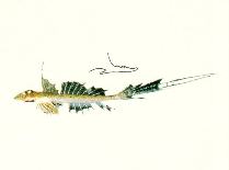 To FishBase images (<i>Callionymus margaretae australis</i>, by CSIRO)