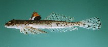 To FishBase images (<i>Callionymus marleyi</i>, Saudi Arabia, by Randall, J.E.)