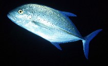 To FishBase images (<i>Caranx melampygus</i>, Indonesia, by Randall, J.E.)