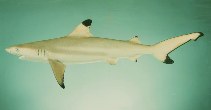 Image of Carcharhinus melanopterus (Blacktip reef shark)