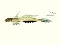 Image of Callionymus meridionalis (Whiteflag dragonet)